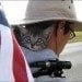 backpacking_cat