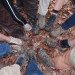 hiking_feet