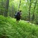appalachian_trail_ferns appalachian_trail_ferns
