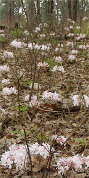 wild-azaleas