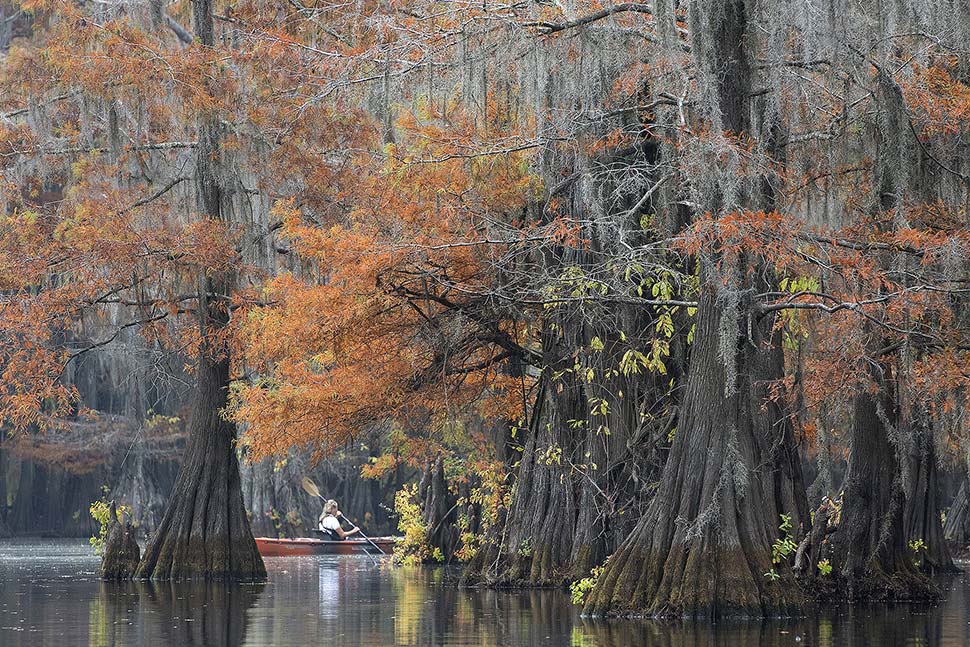 The Southern Atchafalaya area that we call the “Land of the Giants” is known for it’s incredible stand of Cypress trees.